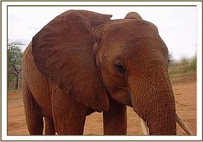 Tsavo at the stockade