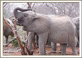 Naserian scratching her trunk