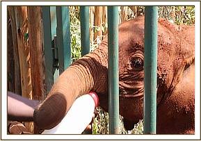 Arruba tastes the milk
