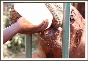 Arruba takes her milk