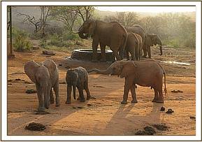 Orwa reaches out to a wild baby with Ziwa