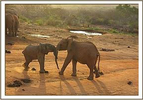 Orwa plays with a wild baby