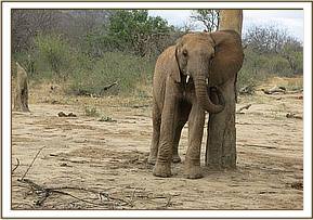 Orwa scratching on a tree