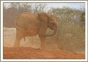 Orwa soil dusting