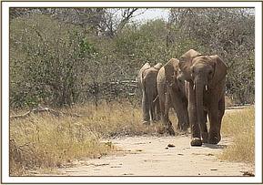 Orwa leads the way!