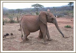 Orwa scratching on a dry tree