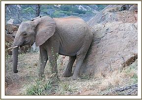 Lualeni has a scratch on a rock