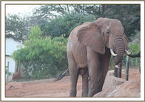 Laikipia at the stockades