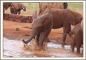Arruba kicking the water