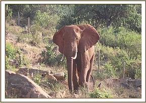 Laikipia strolling on Msinga Hill