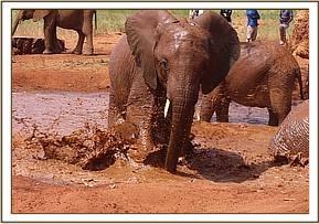 Arruba splashing water
