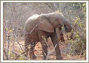 Sunyei feeding