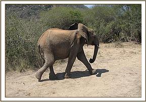 Yatta walks to the mud bath