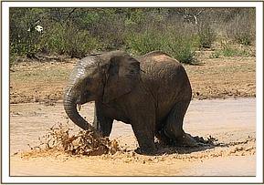 Taita wades through the water
