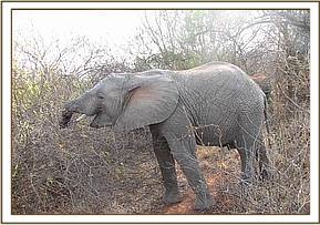 Napasha browsing