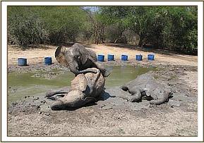 Madiba mounts Lualeni