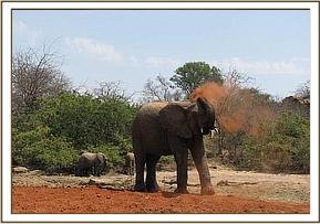 Taita soil bathing.