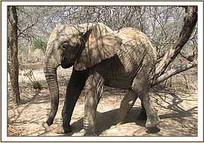 Nasalot scratching while under the shade