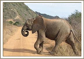 Kinna crossing the road