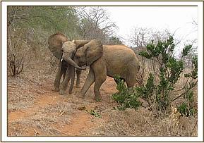 Tomboi & Ndomot testing their strength