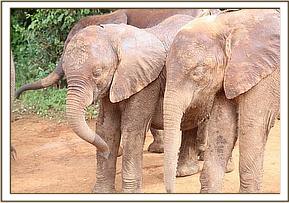 Arruba and Jasiri