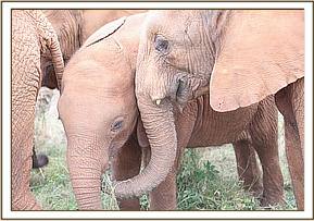 Arruba and Orwa