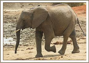 Lualeni near the mudbath