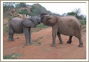 Ithumbah playing with Kilabasi