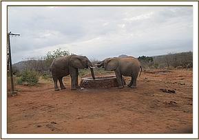 Napasha and Kora