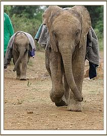 Shimba behind with Lesanju leading
