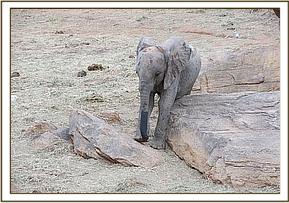Yetu scratching