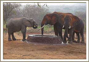 Napasha and two wild bulls