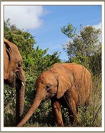 Mbegu with Ambo