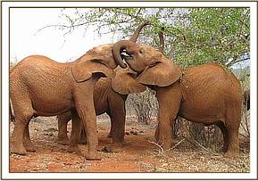 Lesanju & Siria kissing each other