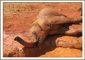 Lempaute playing in the mud