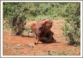 Orwa playing