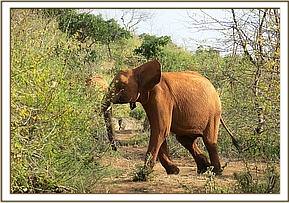 Lesanju heading for the hill