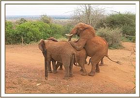 Laikipia mounting Sweet Sally