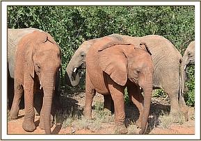 Ukame and Galla in their new environment