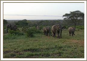 Ex Orphans led by Kinna