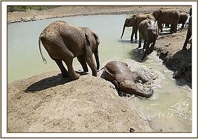 Ukame wallowing in the mud bath