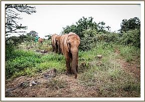 Kiasa leading the way home