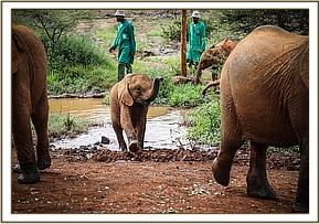 Kiasa walking in for her milk