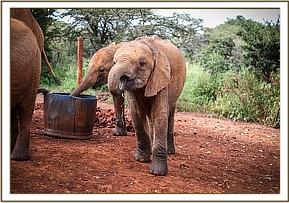 Emoli having a drink