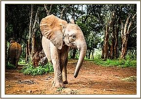 Sagala out in the forest