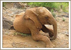 Lesanju playing