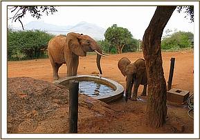 Tsavo with Panda