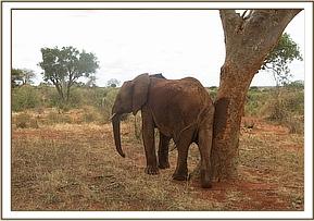 Lempaute standing by a tree