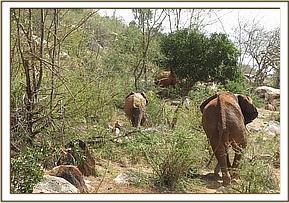 Laikipia chasing Sweet Sally