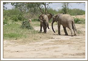 Barsilinga playing with Orwa
